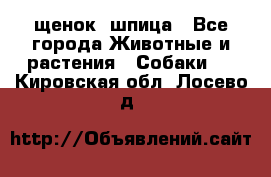 щенок  шпица - Все города Животные и растения » Собаки   . Кировская обл.,Лосево д.